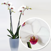 Orqudea Blanca + Cubremaceta Transparente